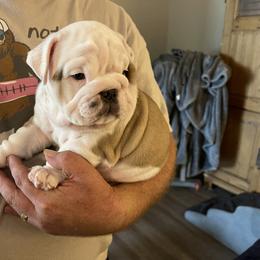 Bulldog Puppies from Semper Fi Bulldogs