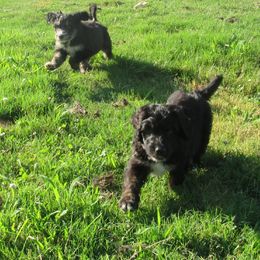 Aussiedoodle, Australian Shepherd, and Poodle Puppies from Kay Kay's Pupper Patch