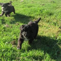Aussiedoodle, Australian Shepherd, and Poodle Puppies from Kay Kay's Pupper Patch