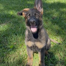 Intel von Charry - Sable male German Shepherd puppy in Midway, Kentucky from Von Charry German Shepherd’s