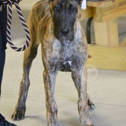 Great Dane Puppies from Weco Danes