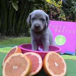 Weimaraner Puppies from Greyborn Weimaraners