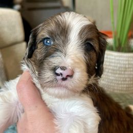 Spruce - Bernedoodle puppy from Front Range Family Doodles