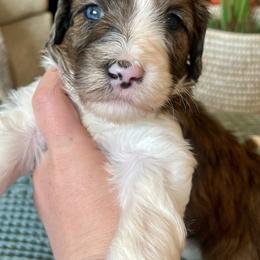 Spruce - Bernedoodle puppy from Front Range Family Doodles