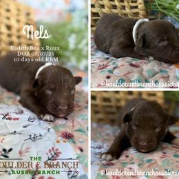 Nels - Red & white male Australian Shepherd puppy in Temecula, California from Boulder & Branch Aussie Ranch