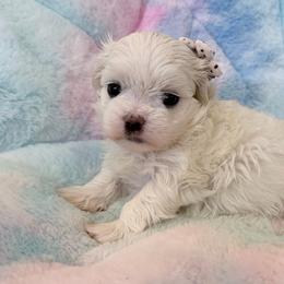 Madison - White female Maltese puppy in Newport Beach, California from Exotic City Pomeranians and chihuahuas