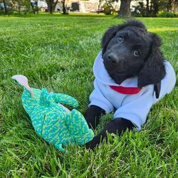 Boy 4 - Black Goldendoodle puppy in Kenosha, Wisconsin from Madden Golden Doodles