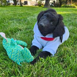 Boy 4 - Black Goldendoodle puppy in Kenosha, Wisconsin from Madden Golden Doodles