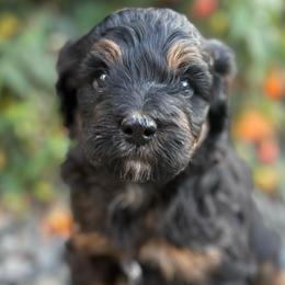 Texas - Tri-color male Bernedoodle puppy in Carlotta, California from Lost Coast Poodles and Doodles
