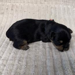 Lisa-Peach - Black and tan female Yorkshire Terrier puppy in Lampasas, Texas from Lone Star Yorkies Texas