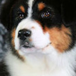 Miniature Australian Shepherds and Toy Australian Shepherds from Cedar Creek Aussies