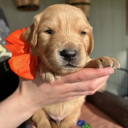 Orange Collar - Male 3 - Golden male Golden Retriever puppy in Bonanza, Oregon from Gold 'N Dust Ranch