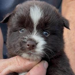 Digger - Chocolate male Pomsky puppy in Spring Hill, Florida from PDQ Pomskies