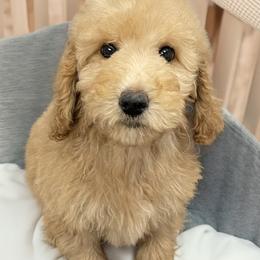 Red - Apricot female Labradoodle puppy in Terre Haute, Indiana from Doodle Bug Love