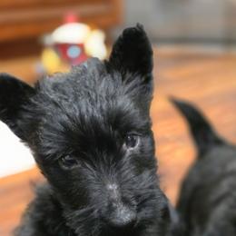 Ember gray collar - Black female Scottish Terrier puppy in Seymour, Missouri from Fairview's Precious Pups