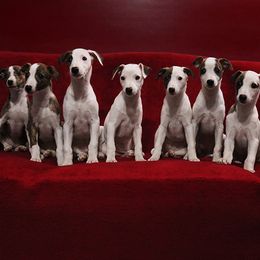Whippet Puppies from SaeSi Kennels