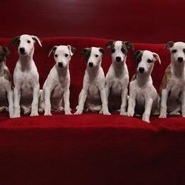 Whippet Puppies from SaeSi Kennels
