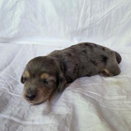 Jett - Dapple male Dachshund puppy in Eldon, Missouri from Pure Joy Dachshunds
