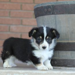 Girl 4 - American Corgi puppy in Utah from Hallows Corgis
