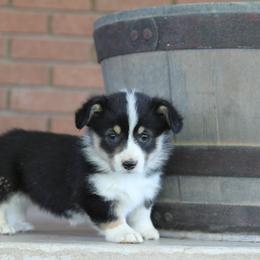 Girl 4 - American Corgi puppy in Utah from Hallows Corgis