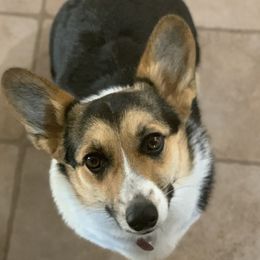 Rainbow - Pembroke Welsh Corgi