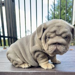 Phoebe - Lilac tri-color female Bulldog puppy in Fort Oglethorpe, Georgia from Jhuntfrenchies