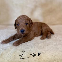 Eris - Apricot female Goldendoodle puppy in Houston, Texas from Golden Life Doodles
