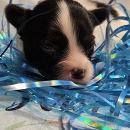 Bolt - White black and tan male Papillon puppy in Fulton, Missouri from Papillon Love