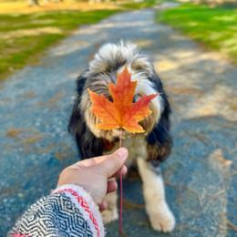 Assorted Doodle Crosses, Aussiedoodle, Australian Mountain Doodle, and Miniature Australian Shepherd Puppies from Aspen Mountain Doodles LLC