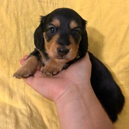 Peter - Black and tan male Dachshund puppy in Ramona, Oklahoma from Schmitt Dachshunds