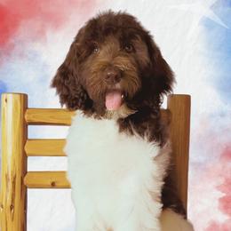 Lambo (Lamborghini) - Brown and white male Aussiedoodle puppy in Springfield, Missouri from Aspen River Doodles