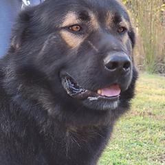 Khan  - Armenian Gampr