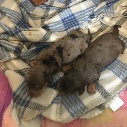 Boy 1 - Dachshund puppy in Great Bend, Pennsylvania from Dashing Doxies
