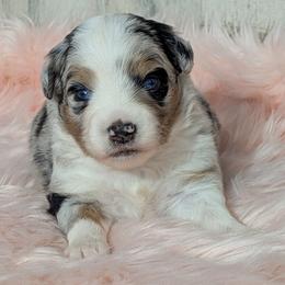 Frio - Blue merle female Miniature Australian Shepherd puppy in Lufkin, Texas from Texas Lil Cowdogs