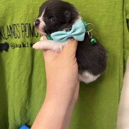 Tuxedo Black and White parti - Black parti male Pomeranian puppy in Tyler, Texas from Aukland’s Poms