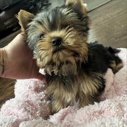 Little tiny tinny boy - Tan and white male Yorkshire Terrier puppy in Riverside, California from Playful teacups Yorkshire