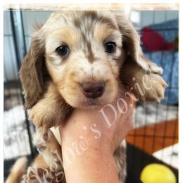 Dachshund Puppies from Deglow’s Doxies