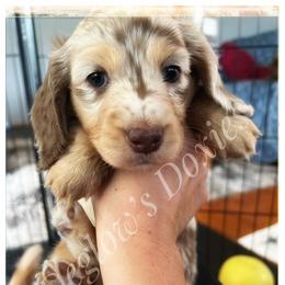 Dachshund Puppies from Deglow’s Doxies