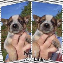 Boy 1 - Red mottled male Australian Cattle Dog puppy in Bradford, Arkansas from Cedar Rock Heelers and Kelpies