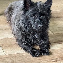 Willow - Silver brindle female Cairn Terrier puppy in Naselle, Washington from West Coast Cairn Terriers