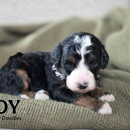 Joy - Tri-color male Bernedoodle puppy in Lake Bronson, Minnesota from Jupiter Doodles