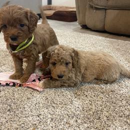 Sadie - Apricot female Goldendoodle puppy in Sugarcreek, Ohio from True Hearted Doodles