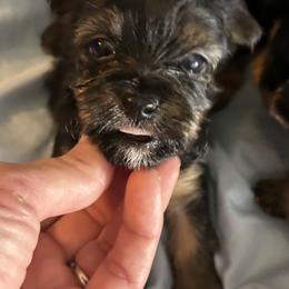 Morkie and Yorkshire Terrier Puppies from DEJAVU PUPS