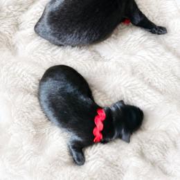 RED Boy - Black male Belgian Sheepdog puppy in Virginia Beach, Virginia from Sea Major Belgians