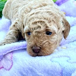 Bell - Apricot female Poodle puppy in Edgefield, South Carolina from Pet Guardian Smart Kennels, LLC