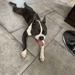 Boston Terrier All Grown Up from Coulombe Boston Terriers