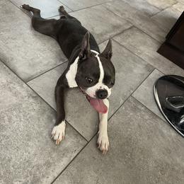 Boston Terrier All Grown Up from Coulombe Boston Terriers