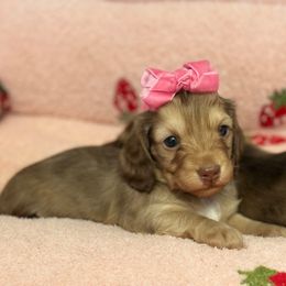 Stevie - Cream female Dachshund puppy in Brenham, Texas from 1 Moore Dachshund
