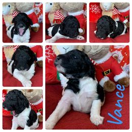 Poodle Puppies from Wonderland Kennel