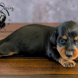 Raven - Black and tan female Dachshund puppy in Fultonville, New York from Sandy Aussies, Mini Dachshunds & Pomeranians